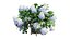 Plantes Hortensia set 12
