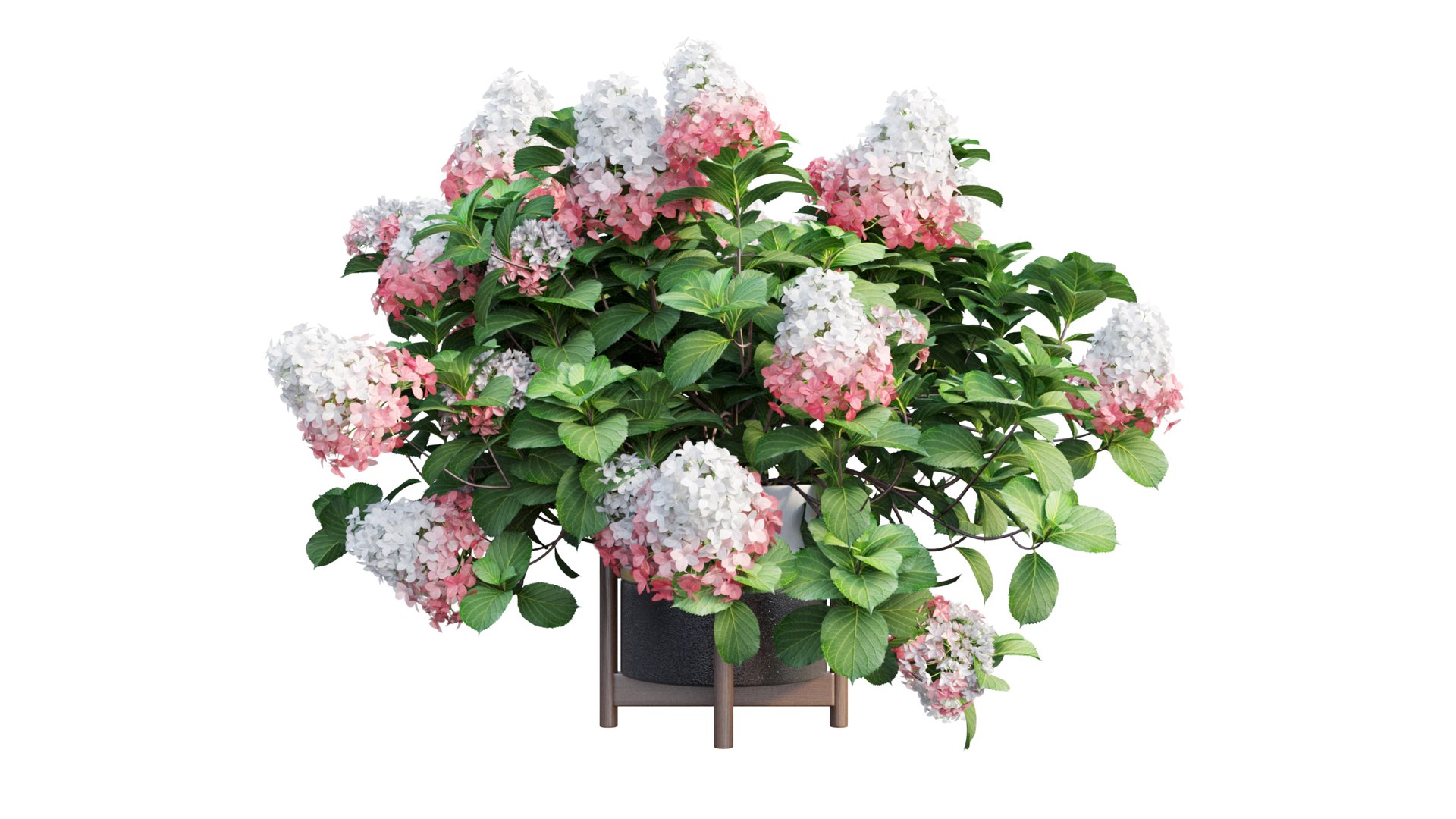 3D model plants hydrangea set 12 https://p.turbosquid.com/ts-thumb/8M/NKw4n0/Bd3Bk0OF/view_4/jpg/1579067283/1920x1080/fit_q87/9959338a918fbca4c5be9ecea3b4c0022431e77a/view_4.jpg