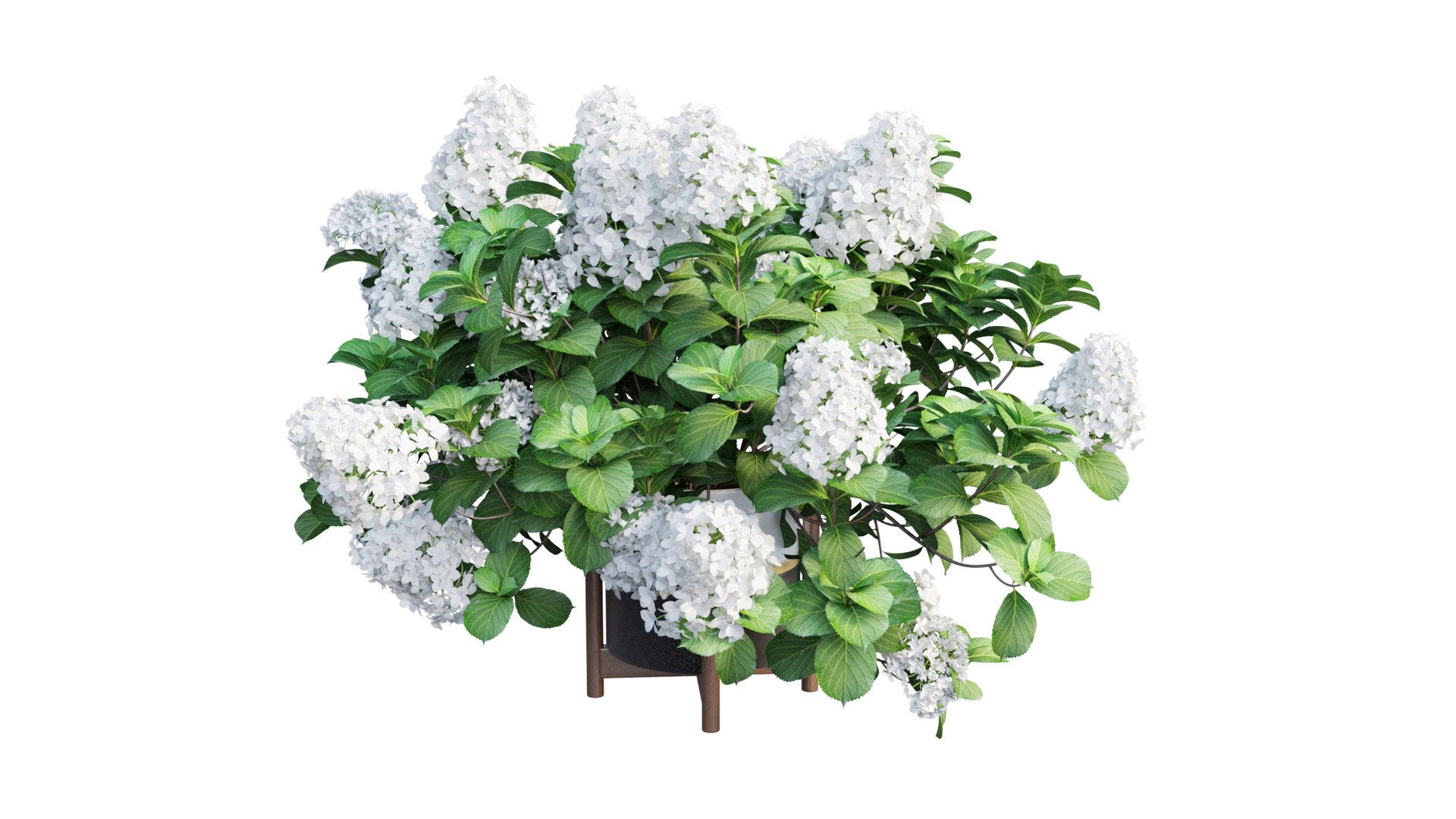 3D model plants hydrangea set 12 https://p.turbosquid.com/ts-thumb/8M/NKw4n0/Ejc2MVLn/view_23/jpg/1579067283/1920x1080/fit_q87/483bd539a1b4ee17ba179157f7f8668575ba7ac8/view_23.jpg