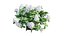 Plantes Hortensia set 12