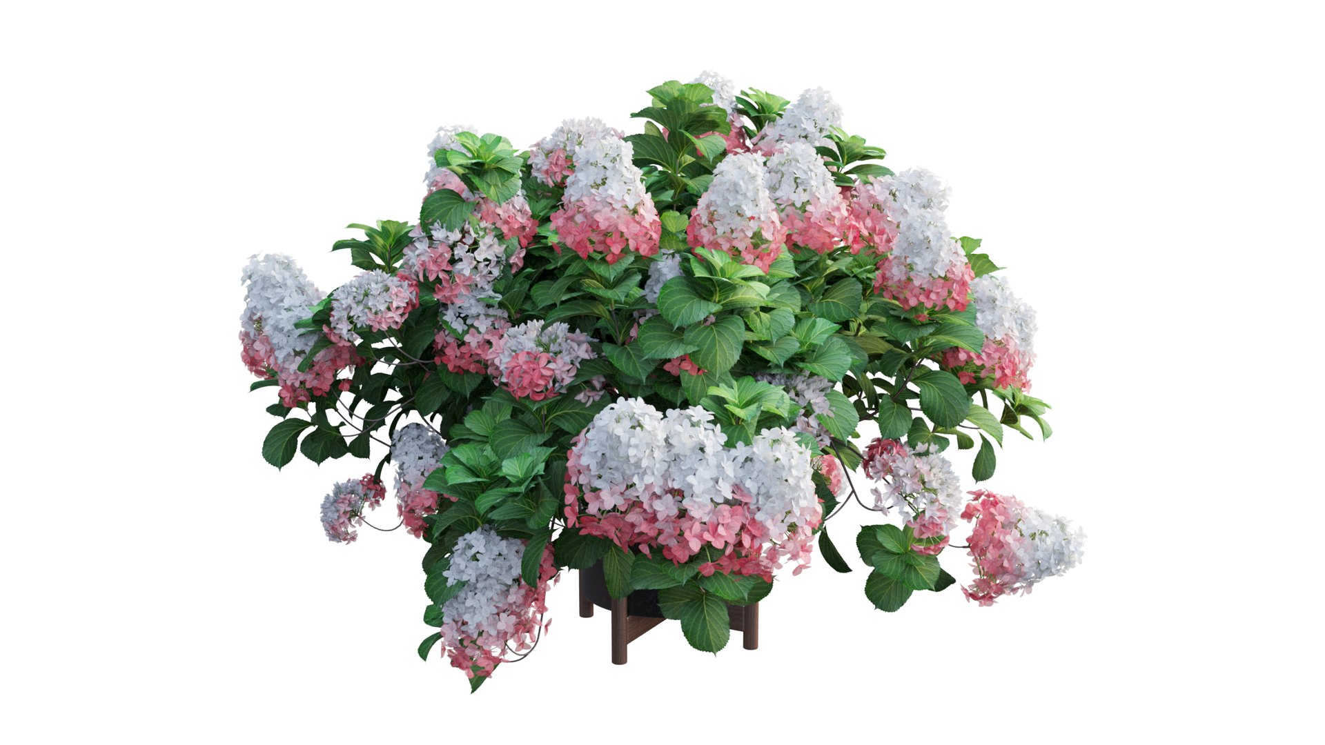3D model plants hydrangea set 12 https://p.turbosquid.com/ts-thumb/8M/NKw4n0/EwCbvGDP/view_6/jpg/1579067283/1920x1080/fit_q87/09c63399750398d218c9542fcc9a5997b3ac70bf/view_6.jpg