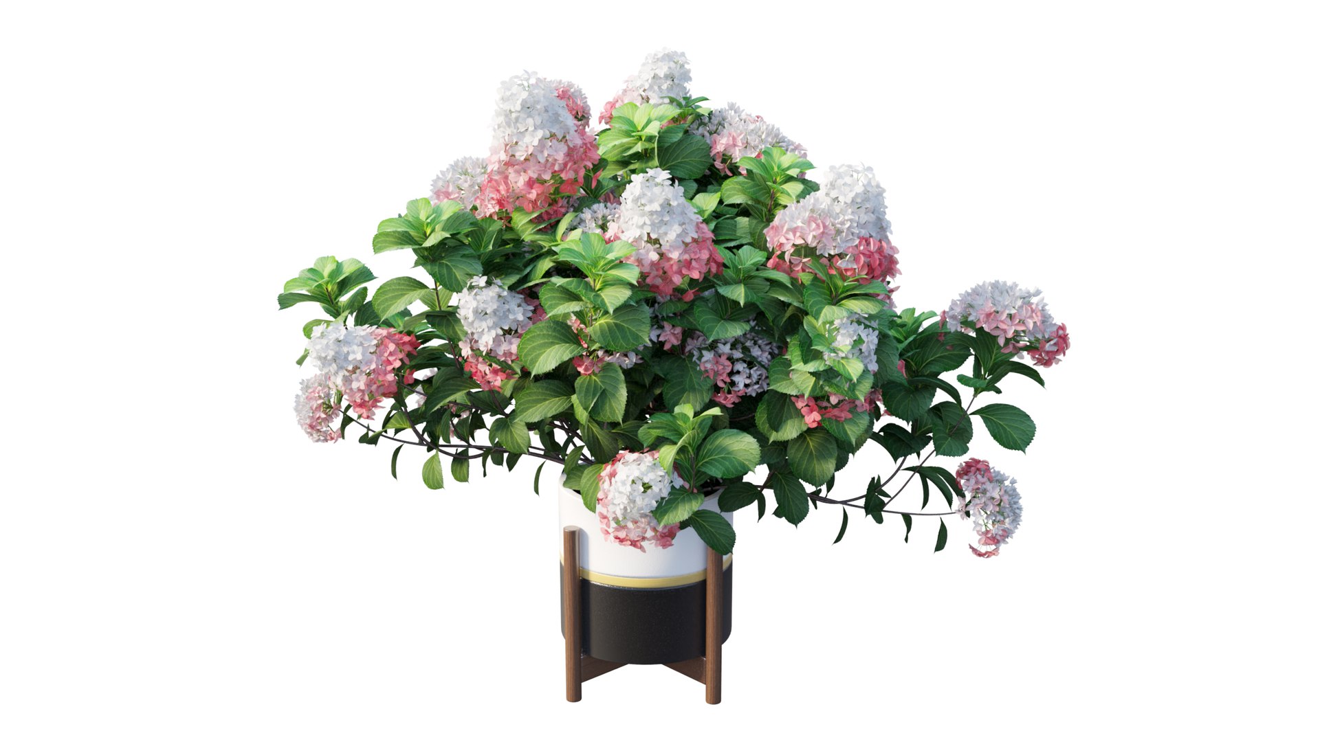 3D model plants hydrangea set 12 https://p.turbosquid.com/ts-thumb/8M/NKw4n0/IWsfjsz8/view_13/jpg/1579067283/1920x1080/fit_q87/4e163018187e0933a215565d7f316865e7f5ea27/view_13.jpg