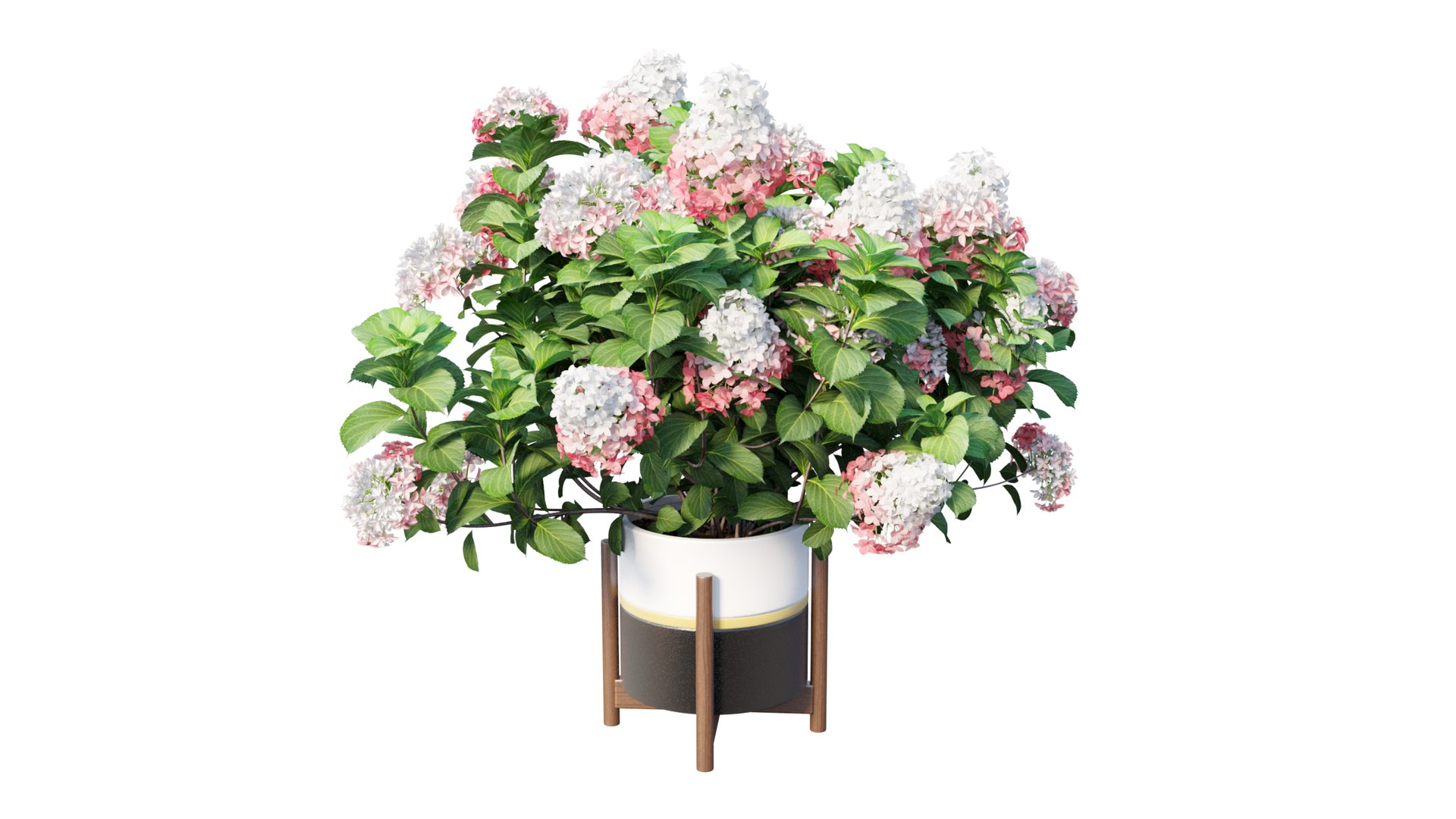 3D model plants hydrangea set 12 https://p.turbosquid.com/ts-thumb/8M/NKw4n0/M4q2gQcM/view_14/jpg/1579067283/1920x1080/fit_q87/c1c695012ed551f13522e15782589dd419dbdddb/view_14.jpg