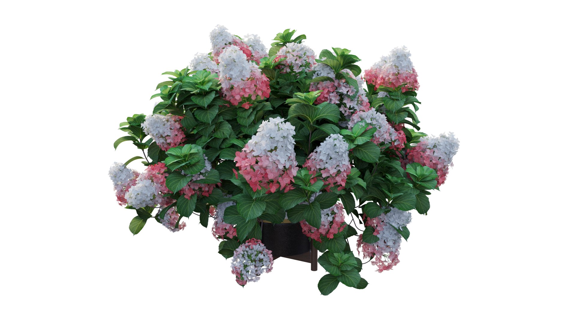 3D model plants hydrangea set 12 https://p.turbosquid.com/ts-thumb/8M/NKw4n0/OLnIH1Uf/view_7/jpg/1579067283/1920x1080/fit_q87/ff599b3cc56e385c7f742754df38016b203e339b/view_7.jpg