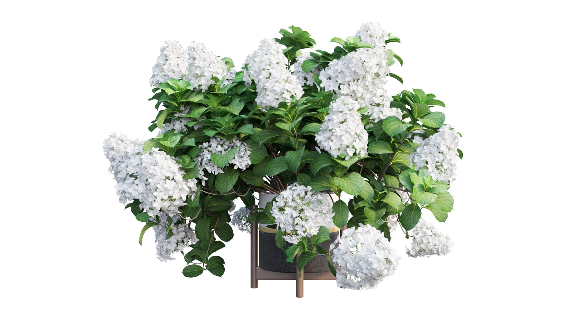 3D model plants hydrangea set 12 https://p.turbosquid.com/ts-thumb/8M/NKw4n0/SDzipvjz/view_17/jpg/1579067283/1920x1080/fit_q87/087e16eeffbab571574e7d95bc450c8d0543e2f0/view_17.jpg