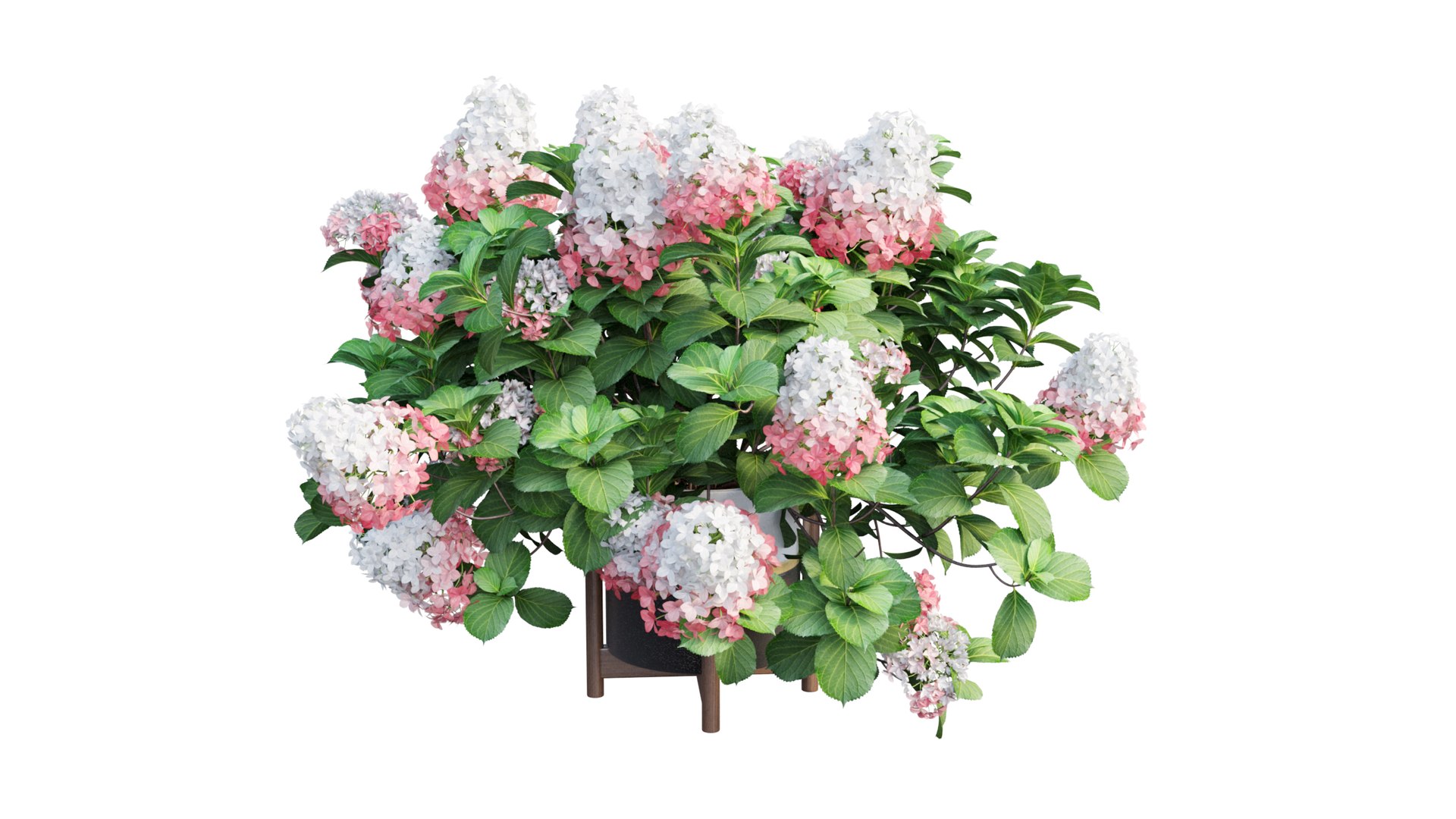 3D model plants hydrangea set 12 https://p.turbosquid.com/ts-thumb/8M/NKw4n0/V1gg4OmD/view_0/jpg/1579067283/1920x1080/fit_q87/befbd5f354bea395b0f55f35edf28c0f0fbfb018/view_0.jpg