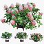 Plantes Hortensia set 12