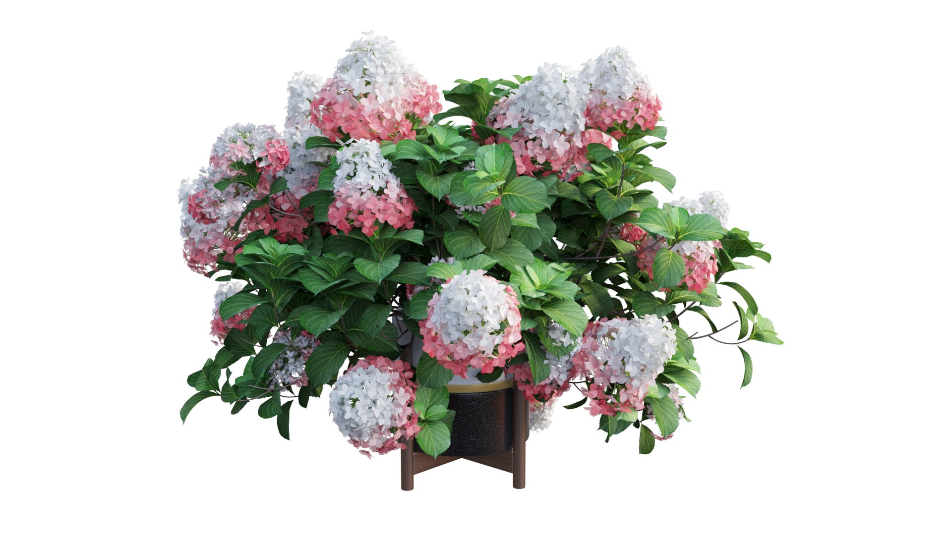 3D model plants hydrangea set 12 https://p.turbosquid.com/ts-thumb/8M/NKw4n0/fAqirOCF/view_1/jpg/1579067283/1920x1080/fit_q87/d864dc8f0bcc9c9e0517dc29c0797139dbf83341/view_1.jpg