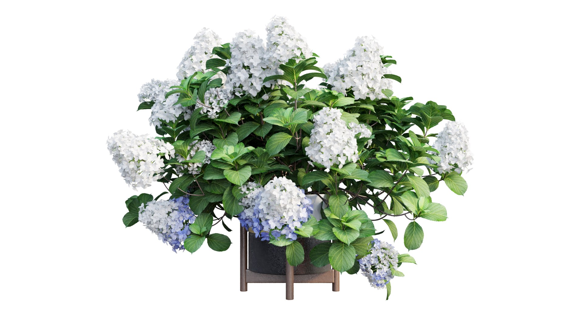 3D model plants hydrangea set 12 https://p.turbosquid.com/ts-thumb/8M/NKw4n0/gJWStHdB/view_16/jpg/1579067283/1920x1080/fit_q87/762de262cc835e61eef6500816c890e81821cfbd/view_16.jpg
