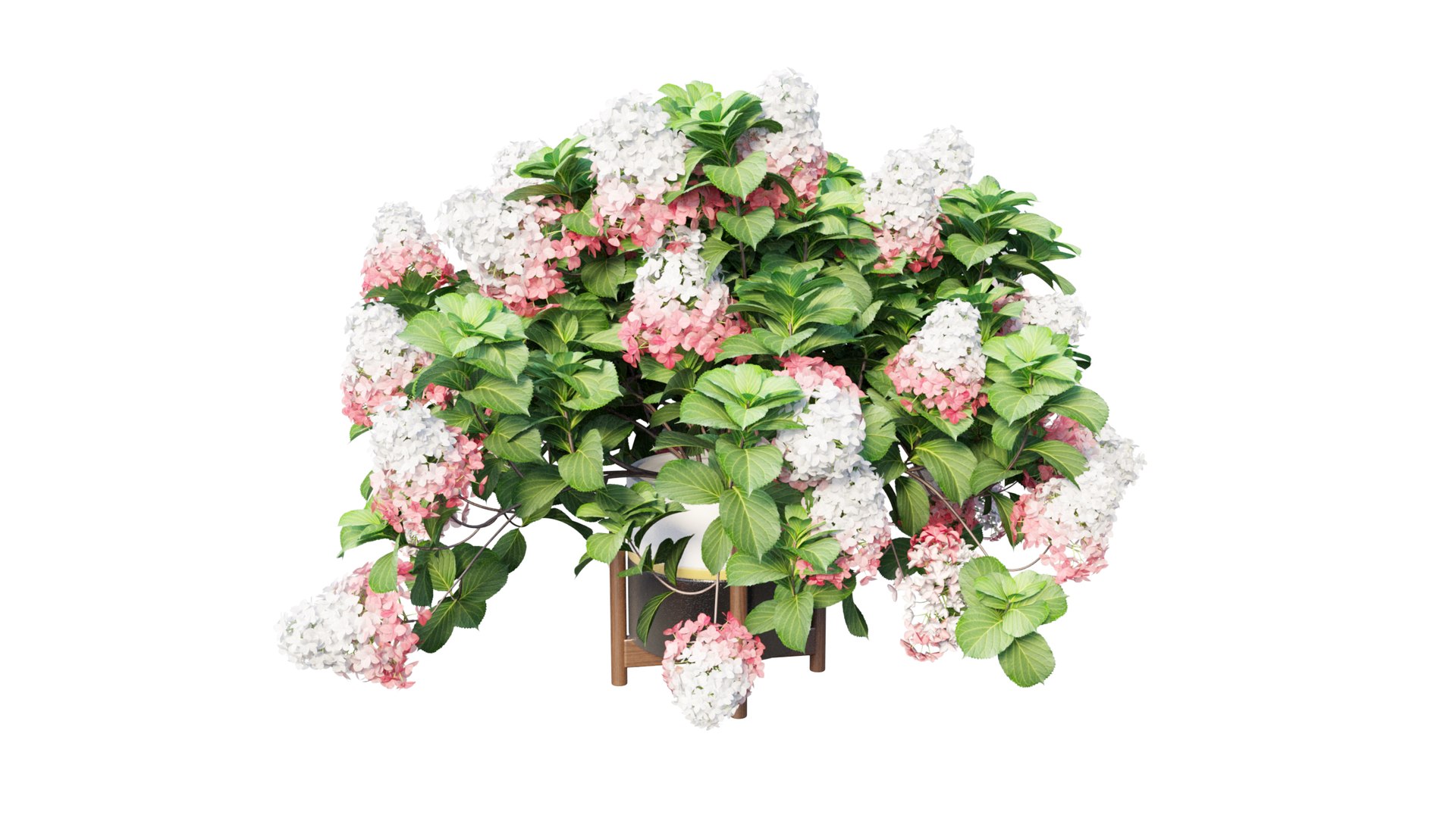 3D model plants hydrangea set 12 https://p.turbosquid.com/ts-thumb/8M/NKw4n0/iB4cfEwg/view_9/jpg/1579067283/1920x1080/fit_q87/0f406bfb84fed497121504ee95222efadd20fbd9/view_9.jpg