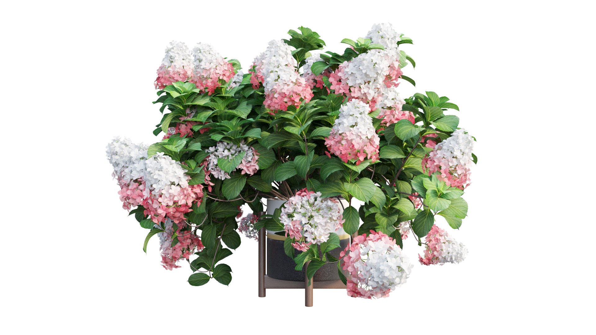 3D model plants hydrangea set 12 https://p.turbosquid.com/ts-thumb/8M/NKw4n0/iv2UDRRL/view_5/jpg/1579067283/1920x1080/fit_q87/9ffb8a13eb9216a6e7d755f510ba513f9353e9f6/view_5.jpg
