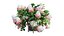 Plantes Hortensia set 12