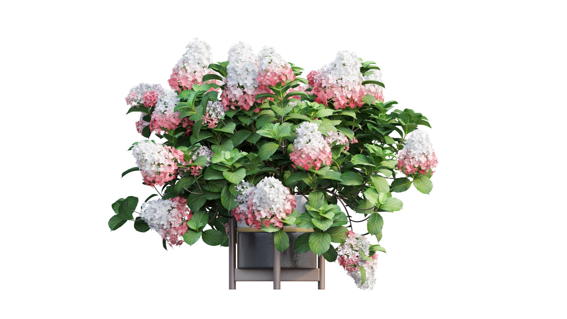 3D model plants hydrangea set 12 https://p.turbosquid.com/ts-thumb/8M/NKw4n0/mZySiA0J/view_15/jpg/1579067283/1920x1080/fit_q87/82a27e032968a556a7f3e00538d75139d846d5ac/view_15.jpg