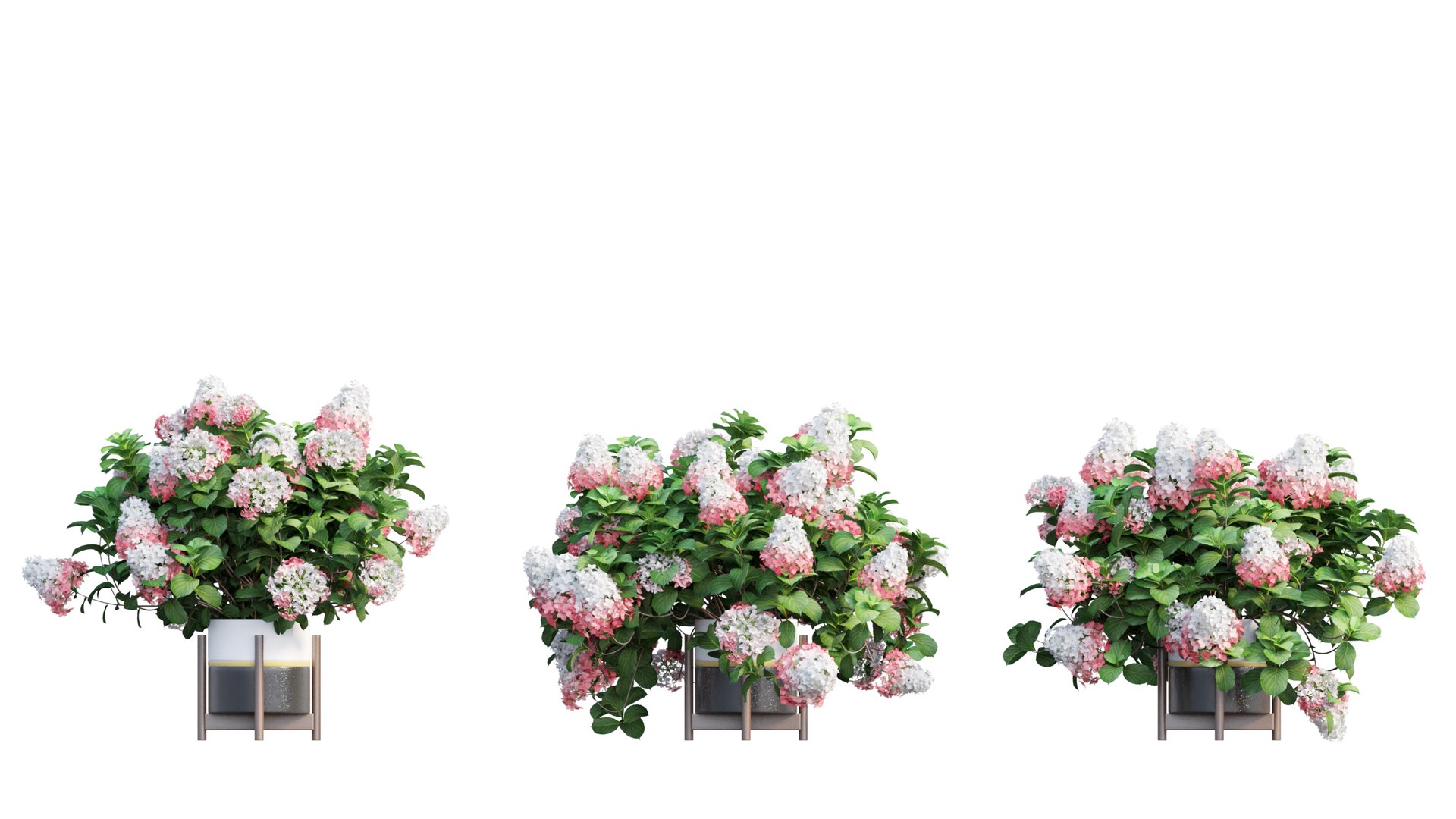 3D model plants hydrangea set 12 https://p.turbosquid.com/ts-thumb/8M/NKw4n0/n2bPEZx9/view_21/jpg/1579067283/1920x1080/fit_q87/4c7ce9b4a585f0aa22a35af332c276dd69f6ad9c/view_21.jpg
