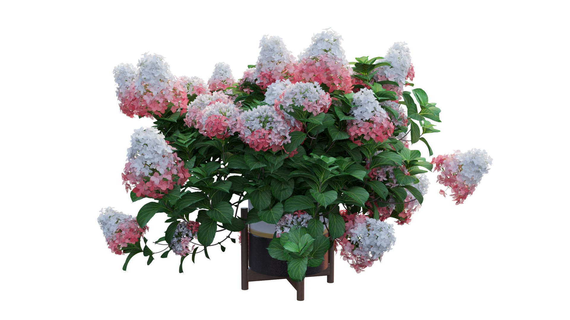 3D model plants hydrangea set 12 https://p.turbosquid.com/ts-thumb/8M/NKw4n0/tbnZpl41/view_2/jpg/1579067283/1920x1080/fit_q87/870858ac44cc7206273a15c7bf728cfe951d0c0b/view_2.jpg