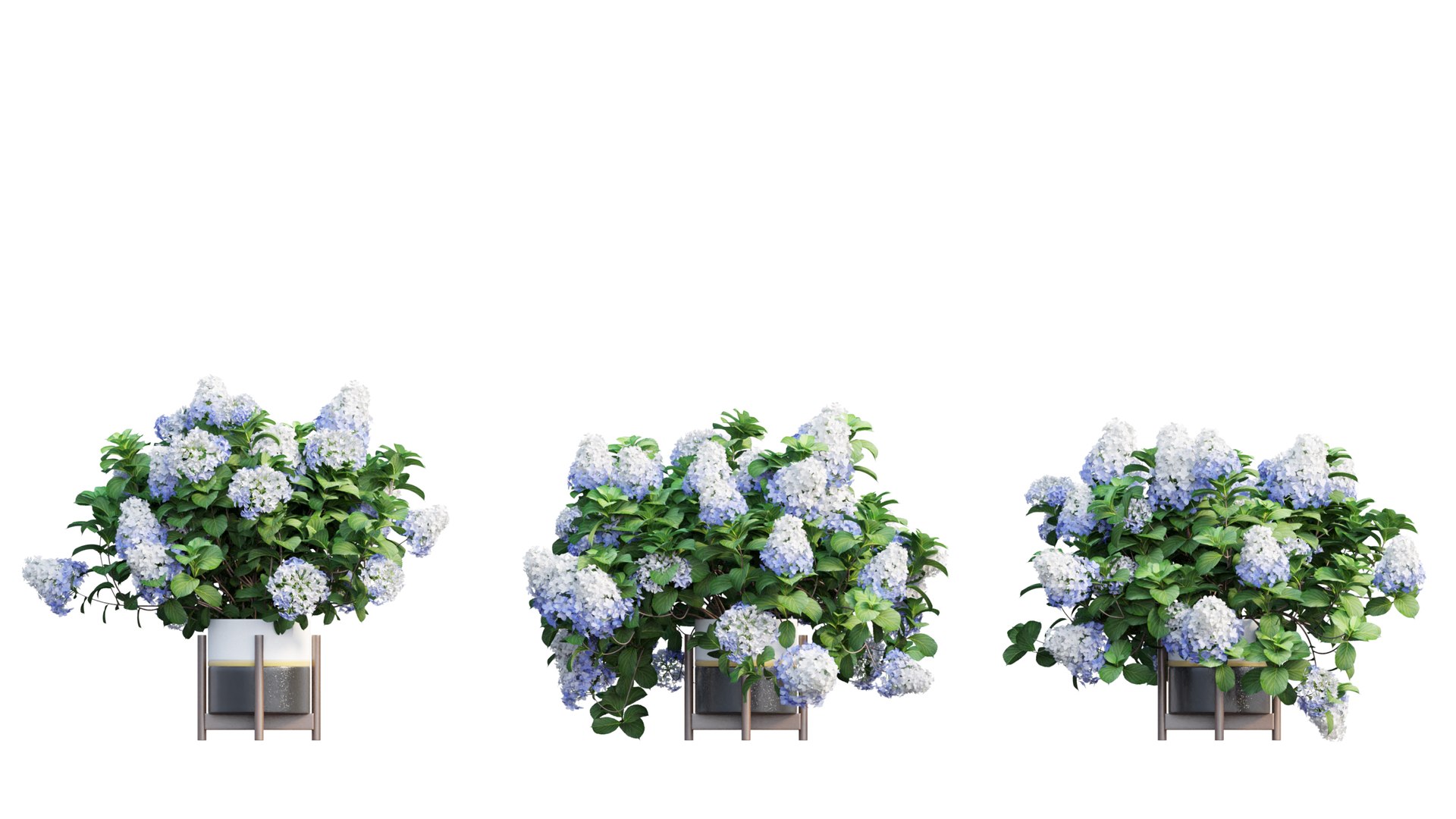 3D model plants hydrangea set 12 https://p.turbosquid.com/ts-thumb/8M/NKw4n0/vnxDMSnA/view_19/jpg/1579067283/1920x1080/fit_q87/84ad30e3a03608c836861fdea155109fe07f1598/view_19.jpg