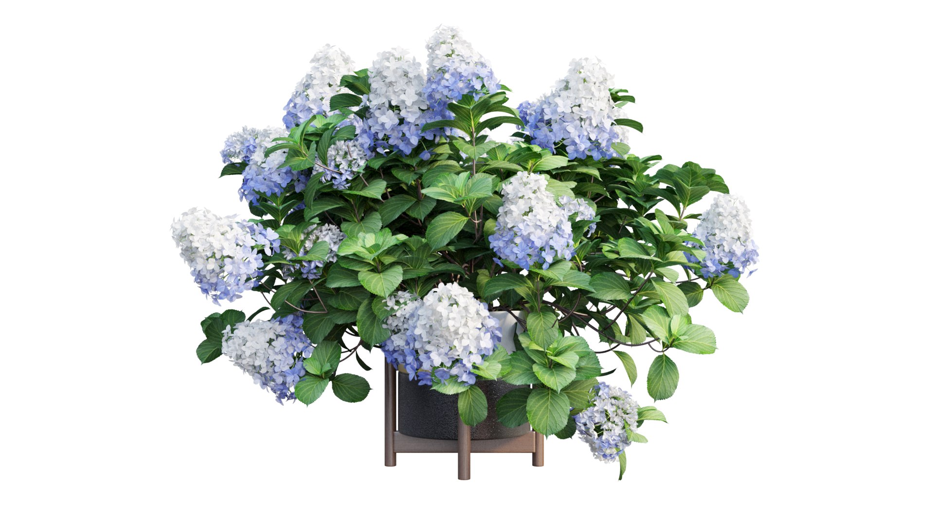 3D model plants hydrangea set 12 https://p.turbosquid.com/ts-thumb/8M/NKw4n0/woCeojWc/view_25/jpg/1579067283/1920x1080/fit_q87/6115bea2138edc458924a8ff7f55c37dddede1d3/view_25.jpg