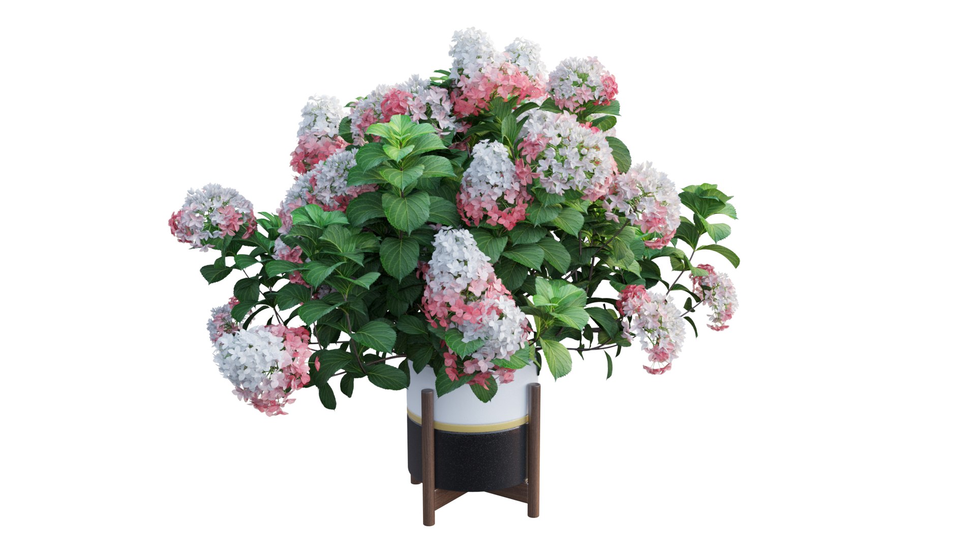 3D model plants hydrangea set 12 https://p.turbosquid.com/ts-thumb/8M/NKw4n0/yyYNj5z3/view_11/jpg/1579067283/1920x1080/fit_q87/f5bff2a3119c99d704874ff6cd3e85b2e3aab877/view_11.jpg