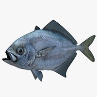 Cottonmouth Trevally