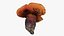 Poisonus Mushroom 1 Scan