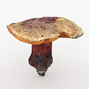 Poisonus Mushroom 1 Scan