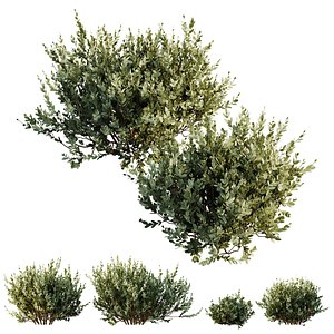 3D HQ Plants Montra Olive Bush Version9 model