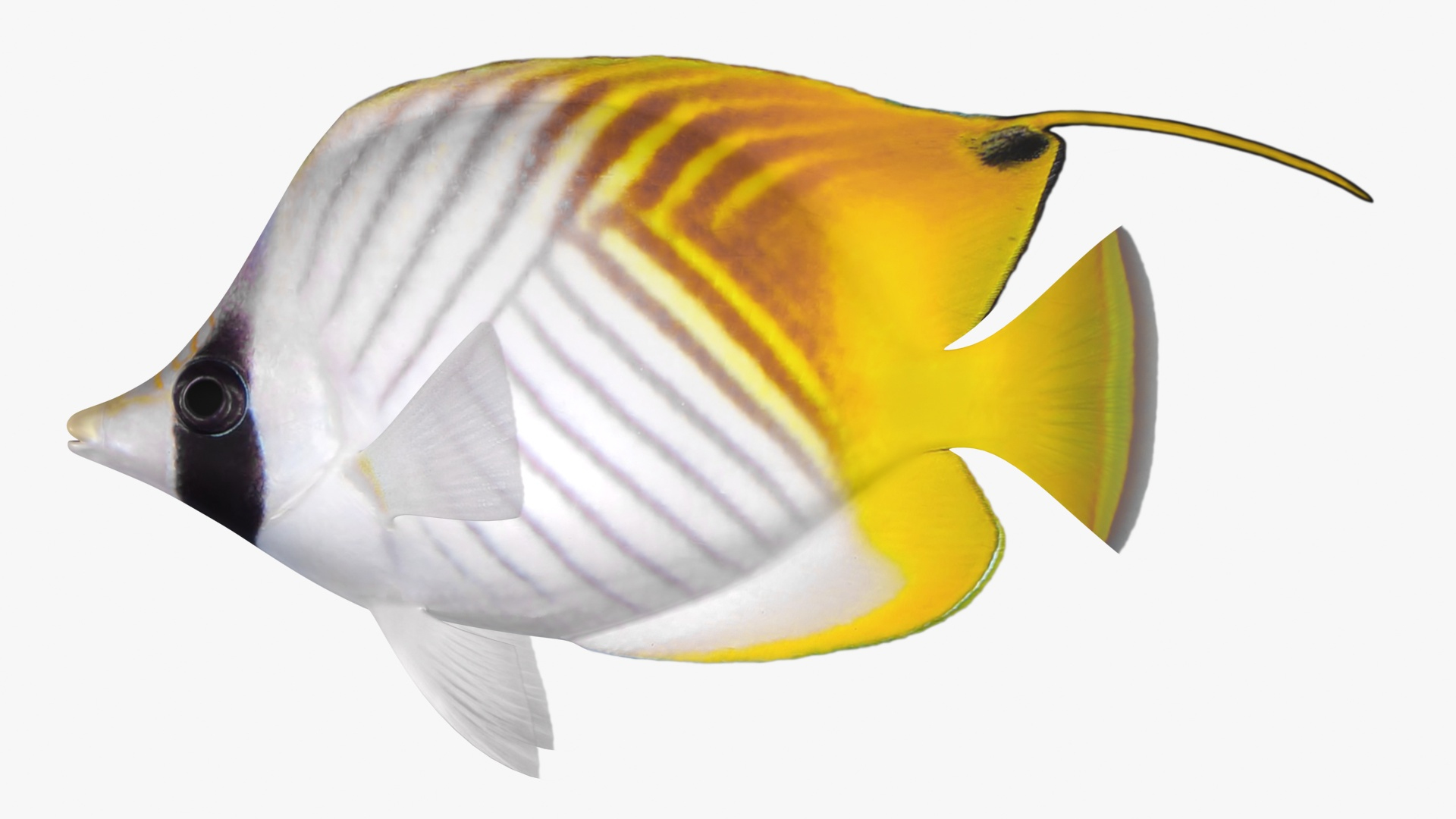 Threadfin Butterflyfish