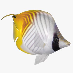 Threadfin Butterflyfish Animated