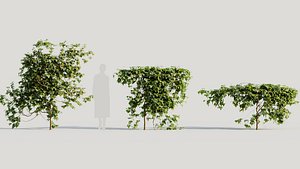 3D Hedera helix b model