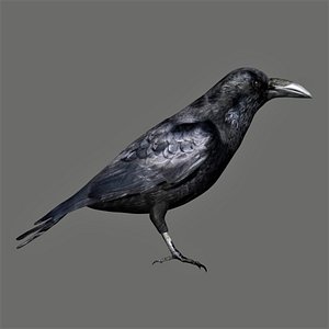 Fully rigged low poly Raven black Crow 3D model