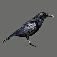 Fully rigged low poly Raven black Crow