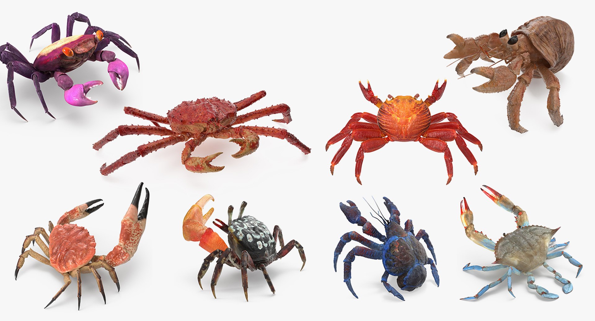 Crabs Collection 3 Rigged for Cinema 4D 3D model preview