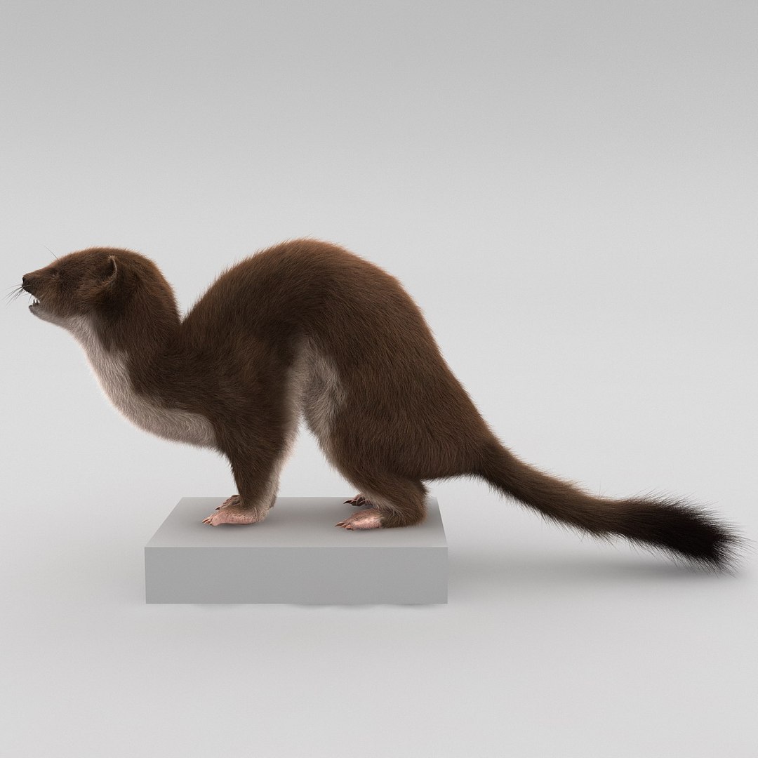 weasel pose 3 fur max https://p.turbosquid.com/ts-thumb/8N/YYVOd4/9lj9z7pi/weaselpose3fur_9/jpg/1384803554/1920x1080/fit_q87/4be9843e85549a44180a3a6bbff19f66f6eb3af4/weaselpose3fur_9.jpg