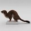 Weasel Pose 3 Fur