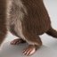 Weasel Pose 3 Fur