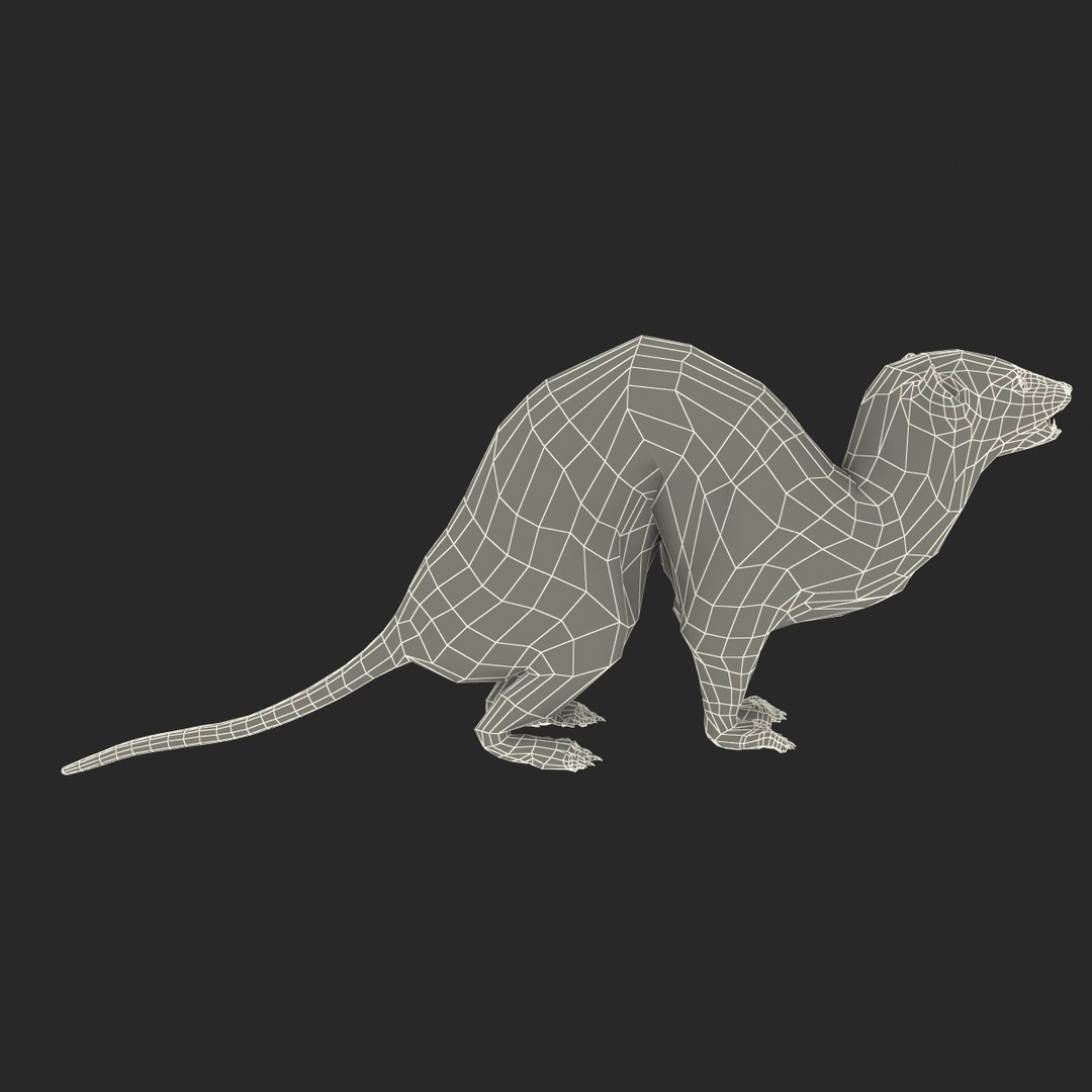weasel pose 3 fur max https://p.turbosquid.com/ts-thumb/8N/YYVOd4/Cu2yFJqL/weaselpose3fur_24/jpg/1384803624/1920x1080/fit_q87/e2a0ab58078ed714ba4913987ccdeb2e16a23d22/weaselpose3fur_24.jpg