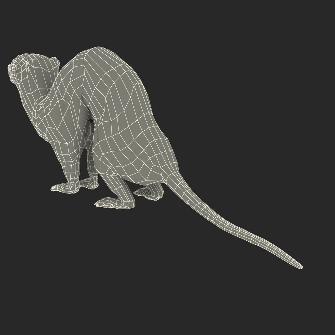 weasel pose 3 fur max https://p.turbosquid.com/ts-thumb/8N/YYVOd4/FIYGisDM/weaselpose3fur_26/jpg/1384803625/1920x1080/fit_q87/f1a43043c8a2d4f452e21024ed02bb1cc16ab98c/weaselpose3fur_26.jpg