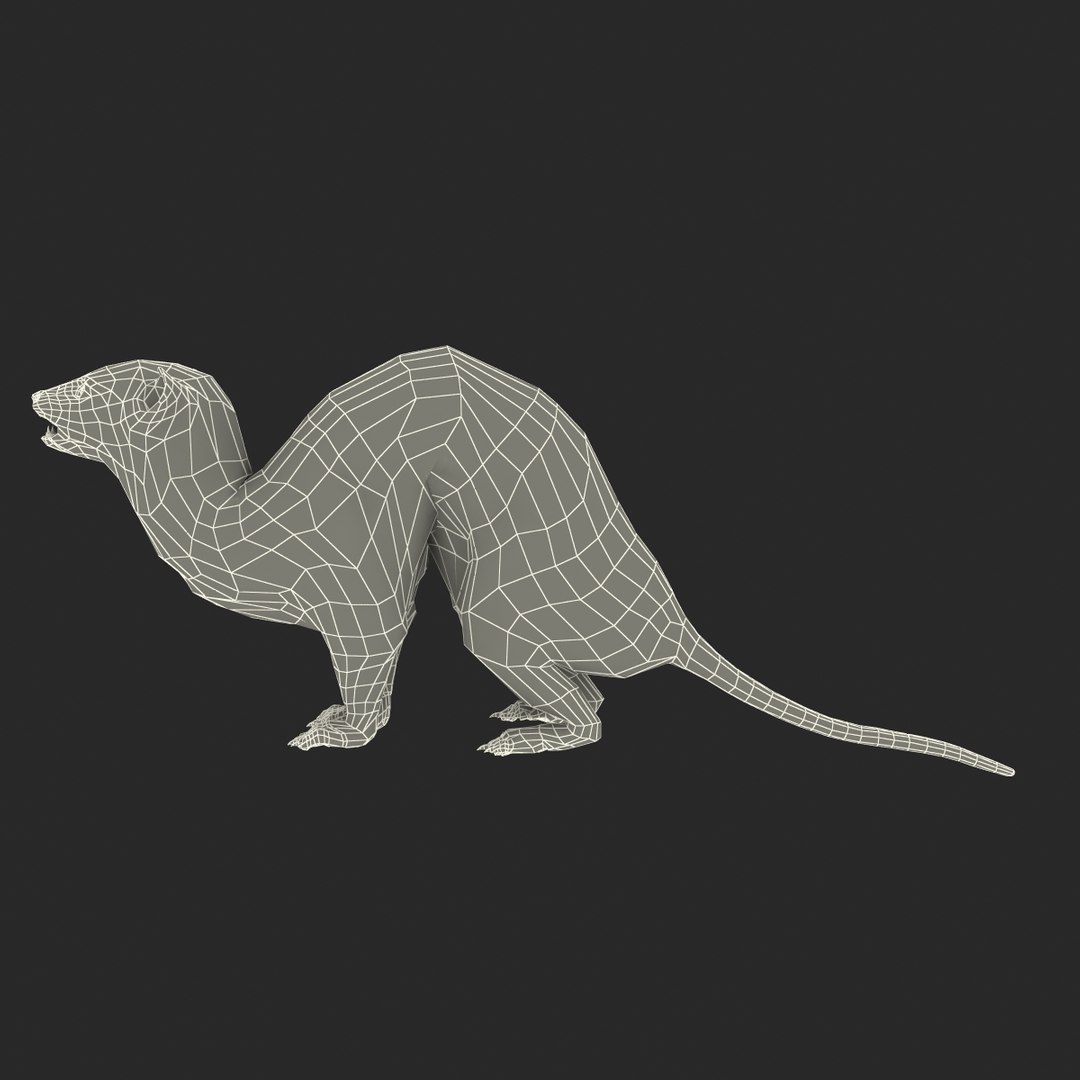 weasel pose 3 fur max https://p.turbosquid.com/ts-thumb/8N/YYVOd4/Iky3q7hw/weaselpose3fur_21/jpg/1384803606/1920x1080/fit_q87/10847860736a25ae7e4fe2e880aea04f3ce4b724/weaselpose3fur_21.jpg
