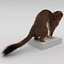Weasel Pose 3 Fur