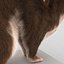 Weasel Pose 3 Fur