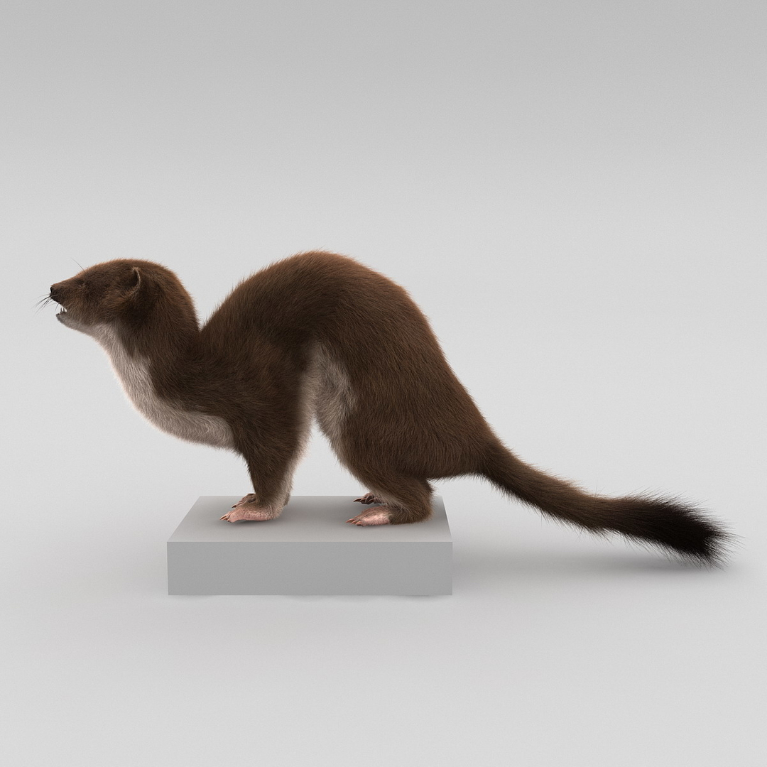 weasel pose 3 fur max https://p.turbosquid.com/ts-thumb/8N/YYVOd4/hcAfOASs/turntablefile_360_1.jpge686dd3dc95b4884a3a1a10f4f8fd204zoom/jpg/1384803667/1920x1080/turn_fit_q99/c109214f91dbd7940f88b9fe0b76bbe956eb2f82/turntablefile_360_1.jpge686dd3dc95b4884a3a1a10f4f8fd204zoom-1.jpg