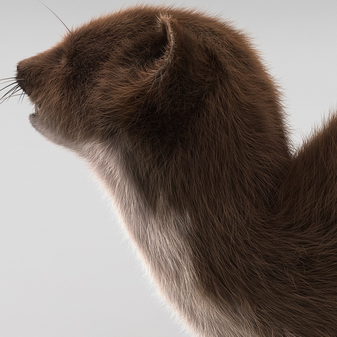 weasel pose 3 fur max https://p.turbosquid.com/ts-thumb/8N/YYVOd4/jDaiolBM/weaselpose3fur_20/jpg/1384803603/1920x1080/fit_q87/f042afc5397b7df0bc3bfd55c491955a895bac1d/weaselpose3fur_20.jpg