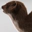 Weasel Pose 3 Fur