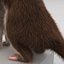 Weasel Pose 3 Fur