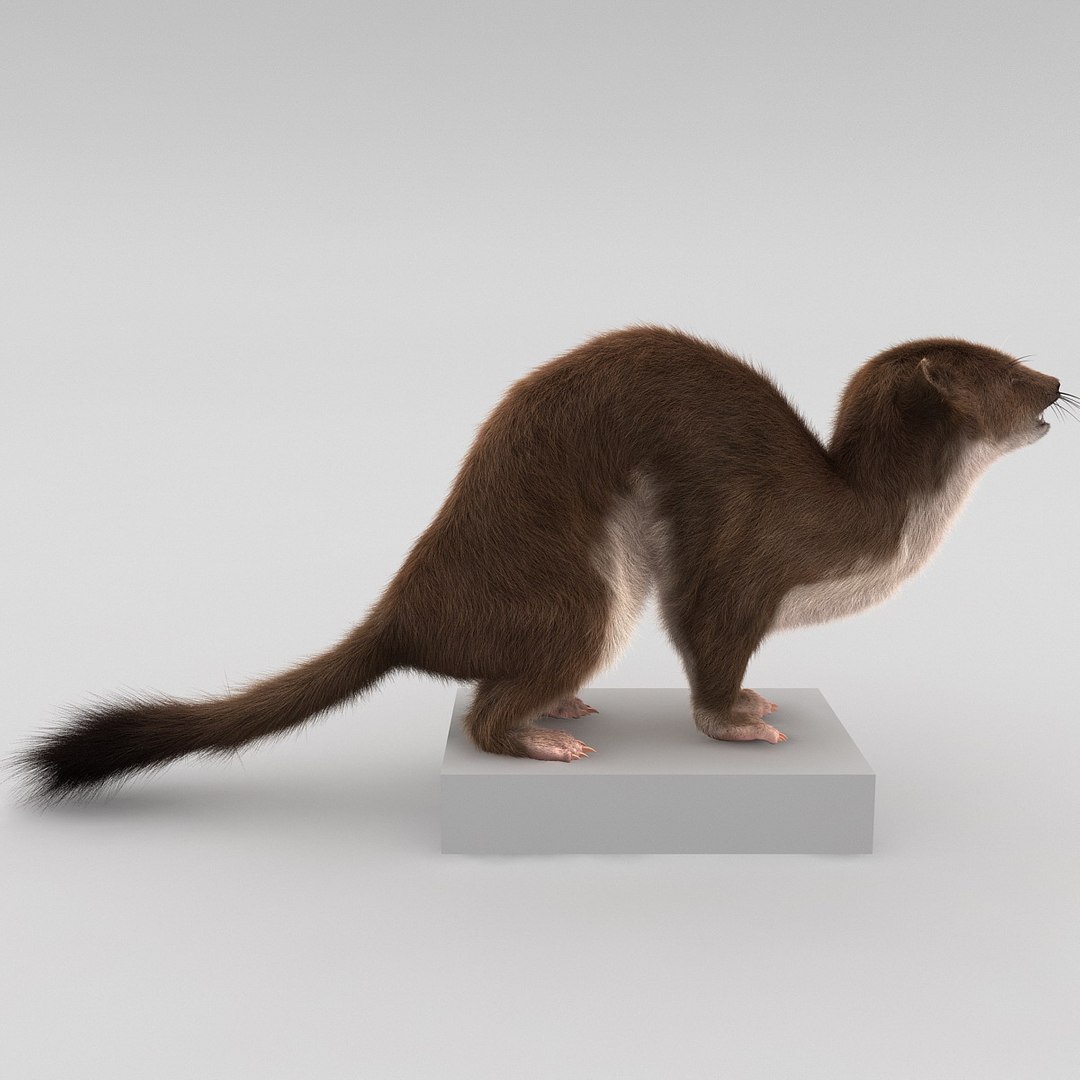 weasel pose 3 fur max https://p.turbosquid.com/ts-thumb/8N/YYVOd4/mnmpeVkA/weaselpose3fur_11/jpg/1384803562/1920x1080/fit_q87/6111cdf938fa99a5c4da8e982bbcfc3fd75b09e0/weaselpose3fur_11.jpg