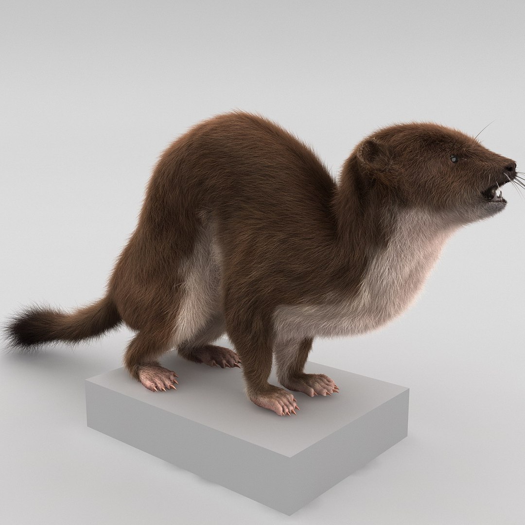 weasel pose 3 fur max https://p.turbosquid.com/ts-thumb/8N/YYVOd4/p9CCsl5y/weaselpose3fur_10/jpg/1384803558/1920x1080/fit_q87/a248020beeb847bcf27212dc1c07ff329e0d4e6d/weaselpose3fur_10.jpg