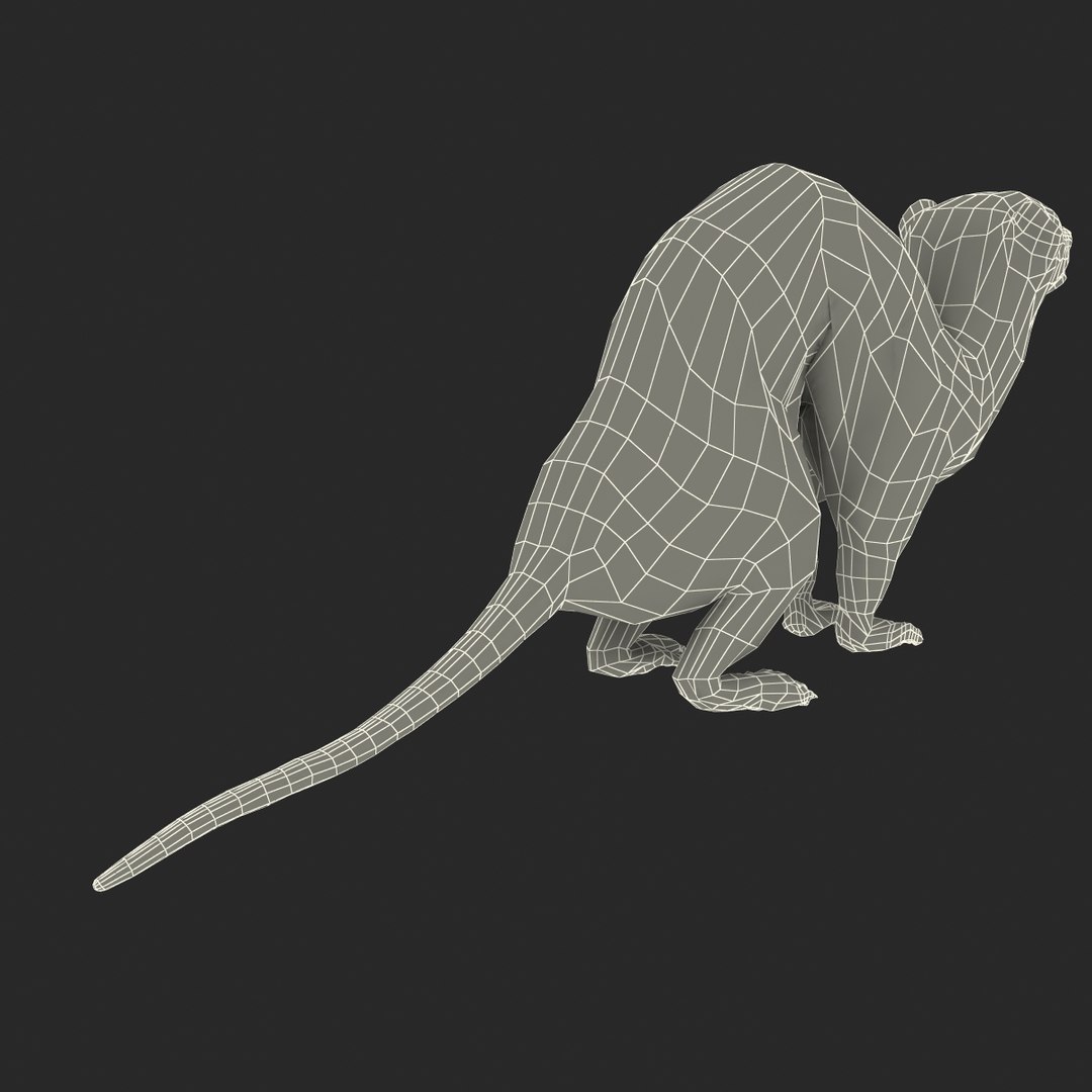 weasel pose 3 fur max https://p.turbosquid.com/ts-thumb/8N/YYVOd4/wvWB6ouZ/weaselpose3fur_25/jpg/1384803621/1920x1080/fit_q87/9649ce3cf17e0fd0b13839148e7ffeb36cc54872/weaselpose3fur_25.jpg