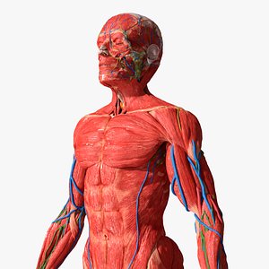 Human Anatomy Male Muscular and Vascular System 3D model