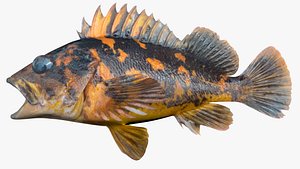black yellow rockfish 3D model