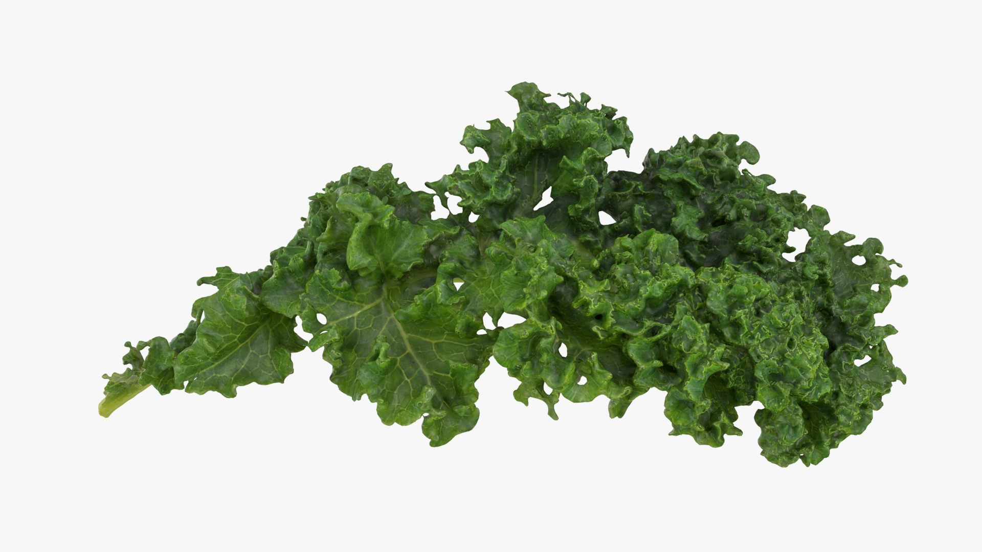 Cruciferous Collection 3D model https://p.turbosquid.com/ts-thumb/8O/9ALjdD/51/kale/jpg/1721151510/1920x1080/turn_fit_q99/7a54f2730ec69a16eee86b9e282faa375445b1c6/kale-1.jpg